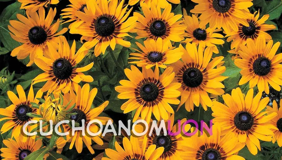 Onnanoko? - Girl? Ch. 1-4 - Full trang 66
